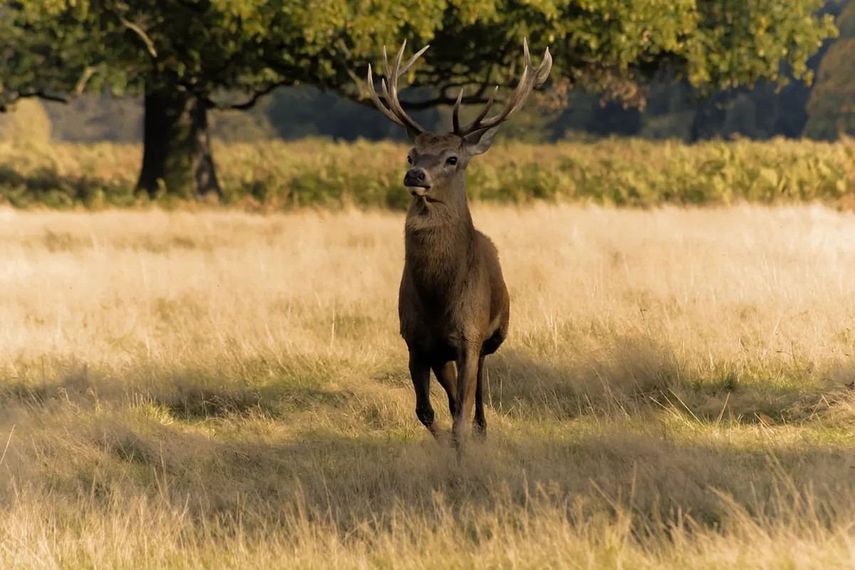 A Month-by-Month Guide to Woodland Wildlife Watching in Britain