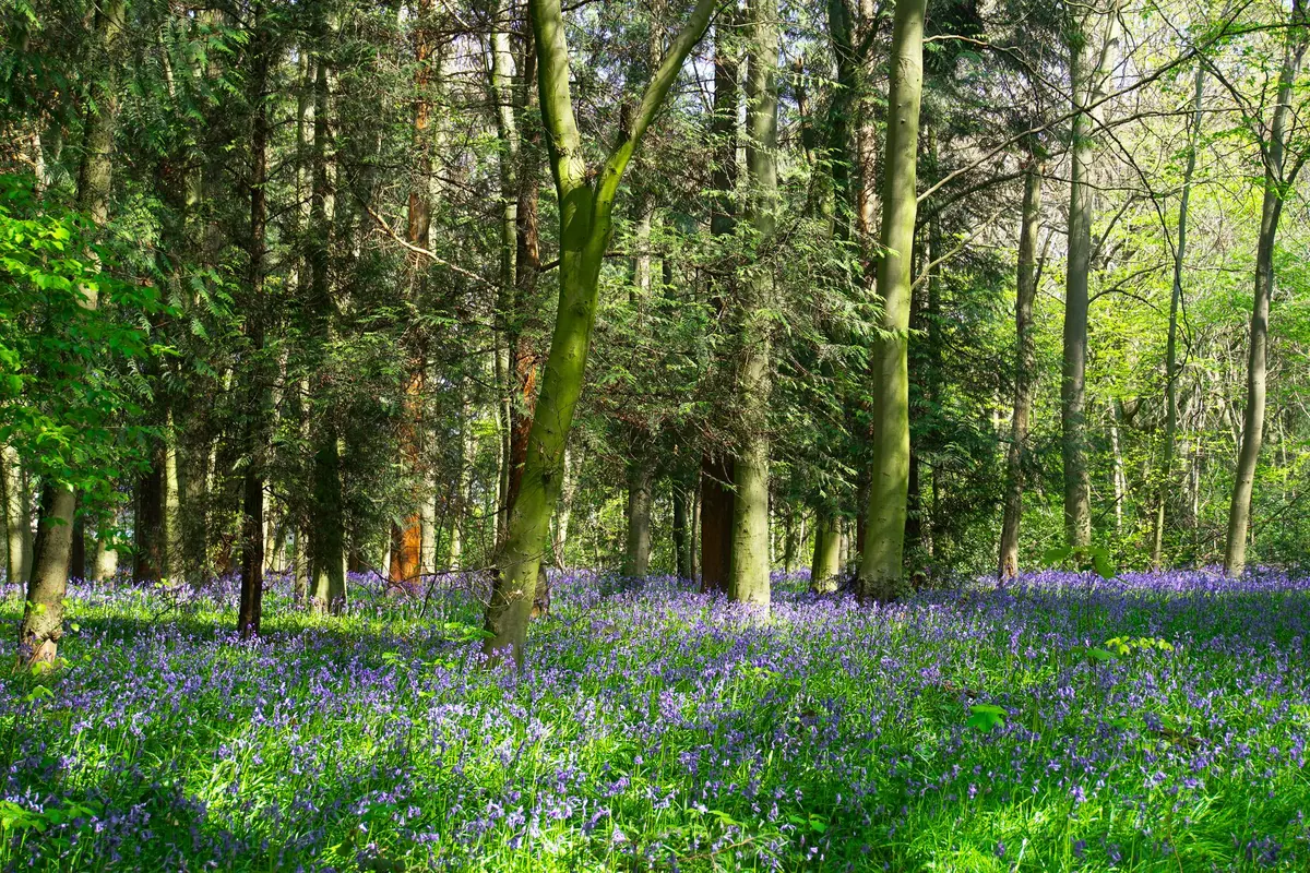 Ancient Woodland Indicators: A 15-Point Checklist for Spotting a Wood That Has Never Been Cleared