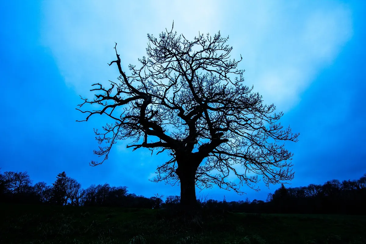 How to Identify an Oak Tree in Winter: A Beginner's Guide to Twigs, Buds and Bark